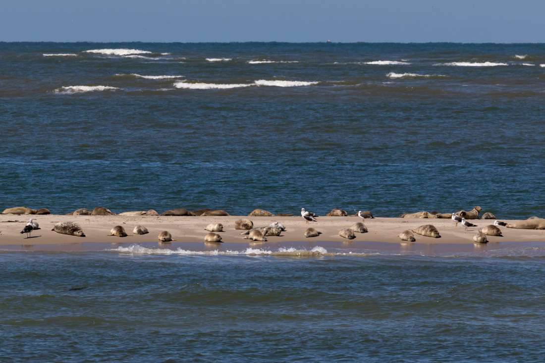 Zeehonden spotten vanaf de TX44