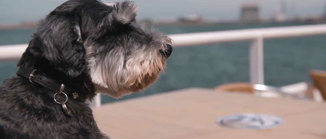 Hond op de boot